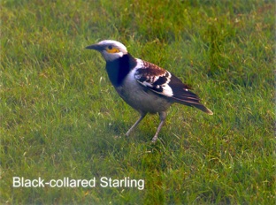 Black-collared Starling